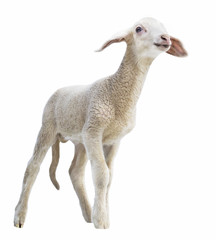 lamb on white background, farm, animal