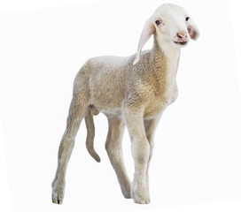 lamb on white background, farm, animal