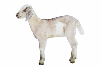 lamb on white background, farm, animal