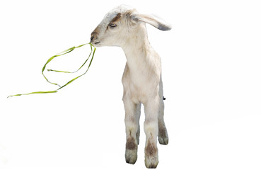 lamb on white background, farm, animal
