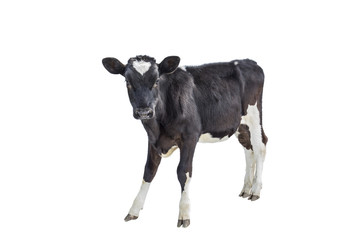 cow farm animal © Dmytro