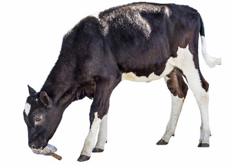 Obraz na płótnie Canvas cow farm animal