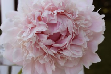 Close up blush pink peony islolated