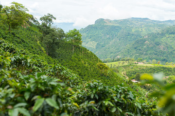 Fototapety  Piękna plantacja kawy w Jerico w Kolumbii w stanie Antioquia.
