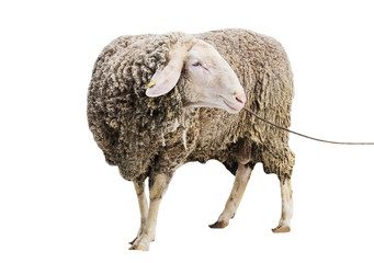 sheep on a white background, ram, farm