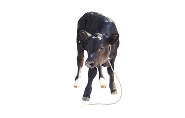calf on white background, calf, farm © Dmytro