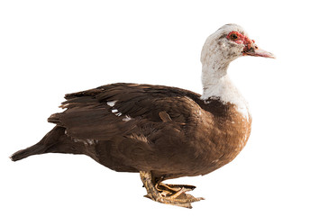 duck on white background, duck, farm