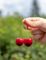 Two fresh ripe cherries holding in the hand of a woman in the sun in garden