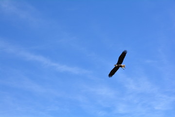 The golden eagle on sky