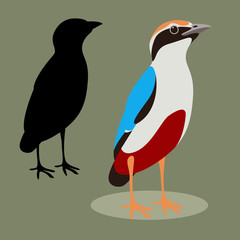indian pitta bird  vector illustration flat style black silhouette