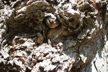 tree  bark texture