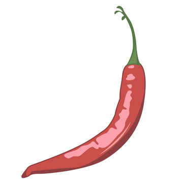Red chilli pepper vector illustration