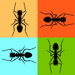 ant vector illustration black silhouette set front 