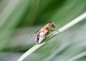Wasp on a grass 