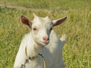 A goat kid tied to graze in a wild meadow