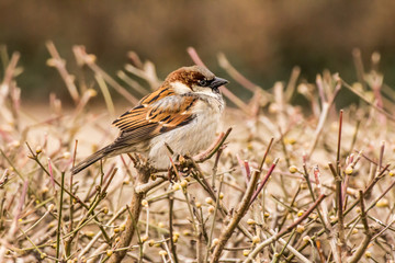 Male or female house sparrow or Passer domesticus is a bird of the sparrow family Passeridae, found in most parts of the world