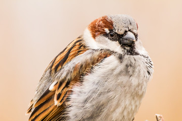 Male or female house sparrow or Passer domesticus is a bird of the sparrow family Passeridae, found in most parts of the world