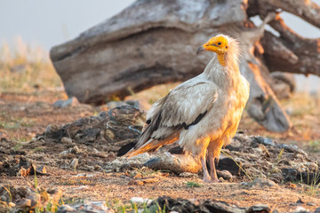 Egyptian vulture - Neophron percnopterus