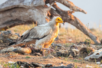 Egyptian vulture - Neophron percnopterus