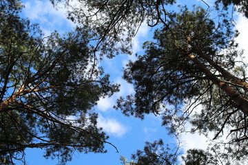 The sky in the forest