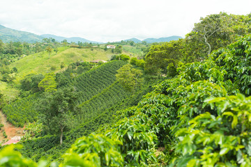 Beautiful coffee plantation in Jerico, Colombia in the state of Antioquia.