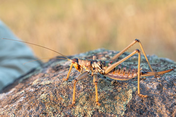 Balkan Predatory Bush-cricket - Saga natoliae