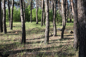 The sky in the forest