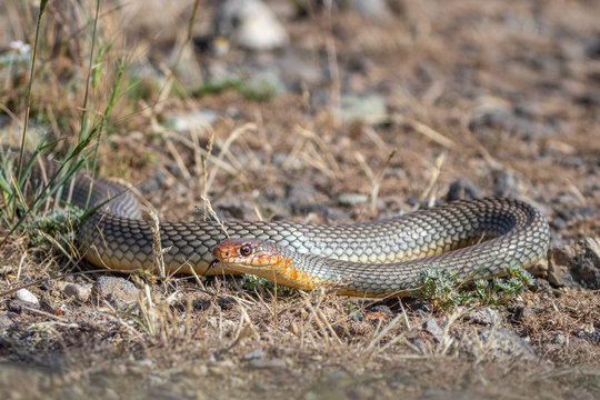 Large whipsnake - Dolichophis caspius