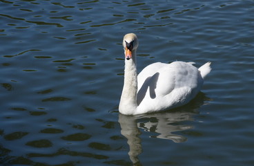 Naklejka premium White Swan swimming in the lake. 