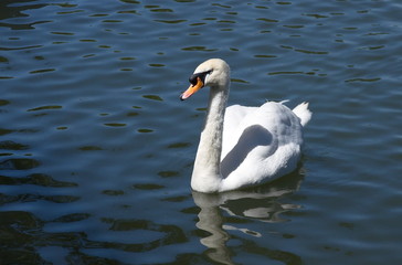 White Swan swimming in the lake. 