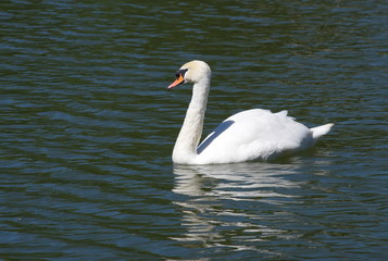Fototapeta premium White Swan swimming in the lake. 
