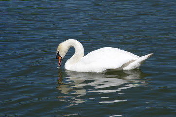 Naklejka na ściany i meble White Swan swimming in the lake. 