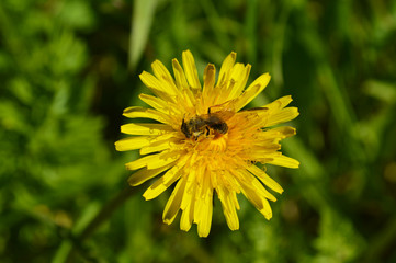 The bee pollinates the flower