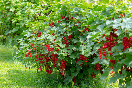 Bush of red currant with a lots of ripe red currant berries in summer