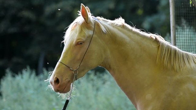 Horse portrait in halter in summer season