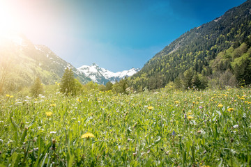 Löwenzahnwiese mit schneebedeckten Gipfeln im Oberallgäu