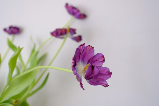 Studio image of a live purple tulip against a white background