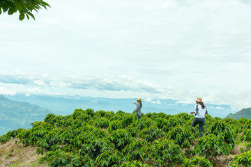 Workers on beautiful coffee plantation in Jerico, Colombia in the state of Antioquia.