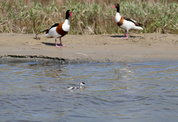 The common shelduck (Tadorna tadorna) chick  flies in the water next to the parents on the shore