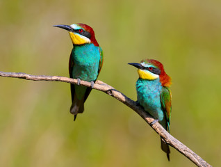 Two European bee eaters with exotic colors isolated on brigh green  background