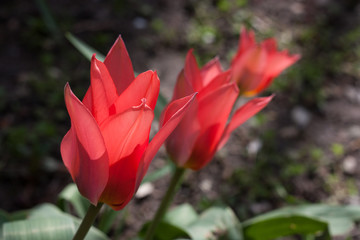 Red tulips in a spring sunny day on a flower bed in the city