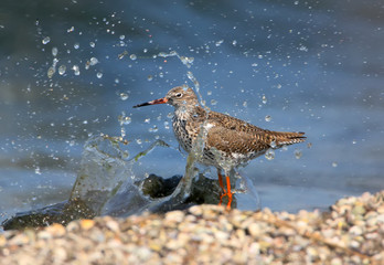 The common redshank (Tringa totanus) stands on the shore in a run-up wave and splashes. Exotic frame