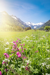 Blühende Wies am Fuße der Alpen im Sonnenschein