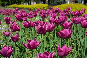 Blooming tulips in the spring.