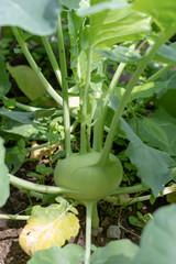Kohlrabi plant growing in the vegetable patch in the garden in summer