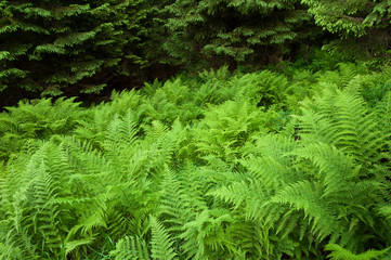 Fern in the forest