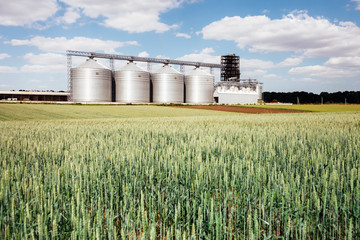 Fototapeta na wymiar four silver silos in a wheat field