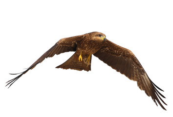 Black kite in flight with fish in legs isolated on white background.