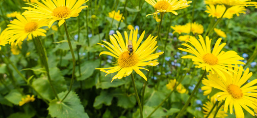 Panorama Gämswurzen Biene Blütenstaub