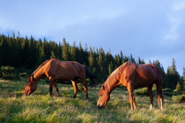Obraz premium Horses in the pasture